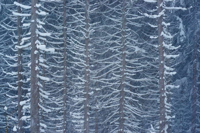 Schwarzwald 2