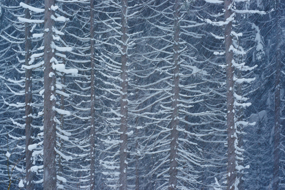 Schwarzwald 2