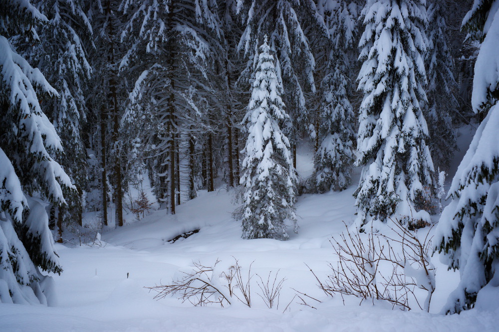 Schwarzwald 9