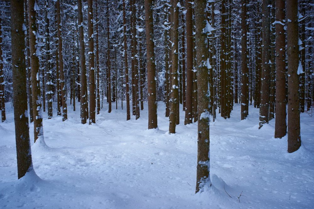 Schwarzwald 23