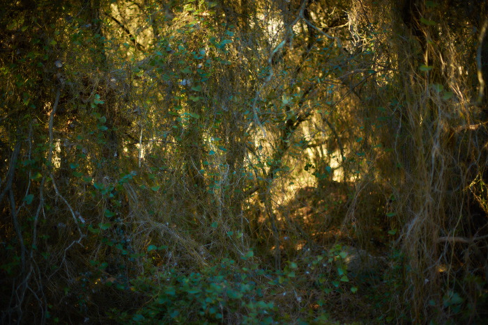 Montseny 2