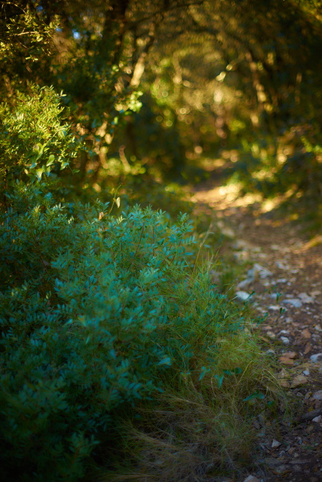Montseny 4