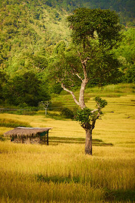 Myanmar 7