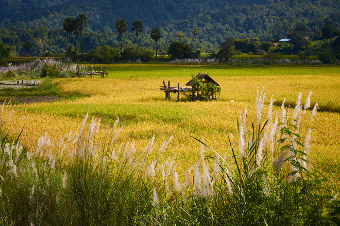 Myanmar 214