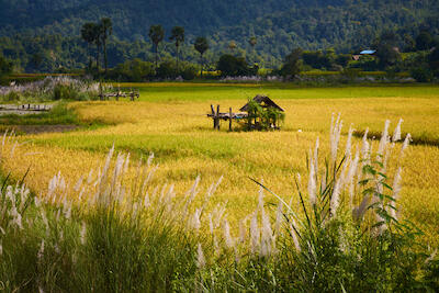 Myanmar 214