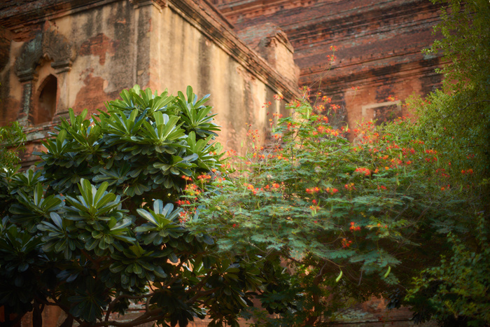 Myanmar 256