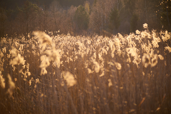 Frühling IV