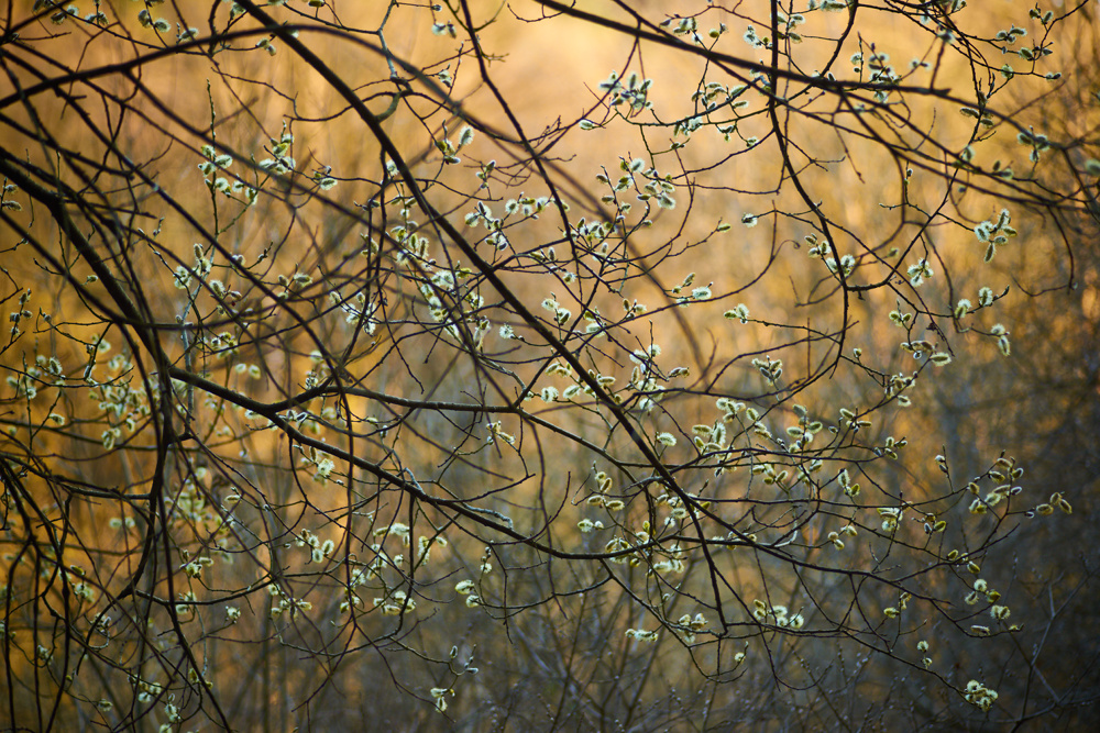 Frühling