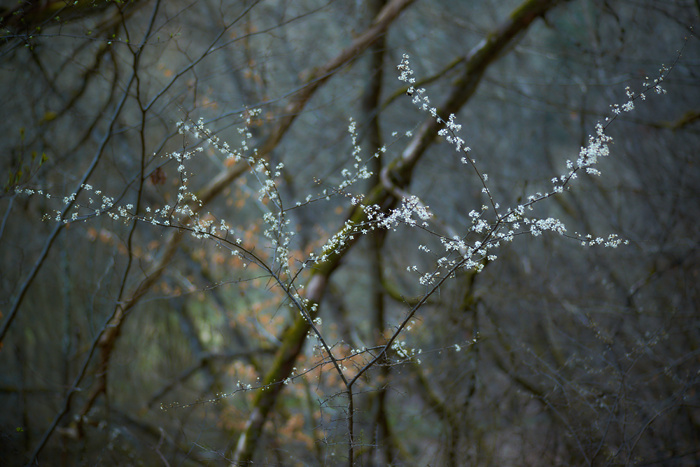 Frühling II