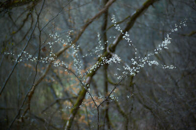 Frühling II