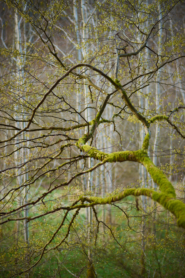 Frühling III