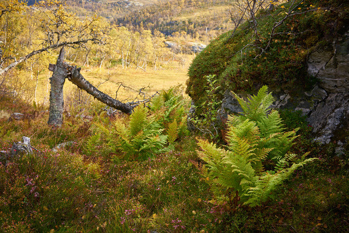 Norwegen 35
