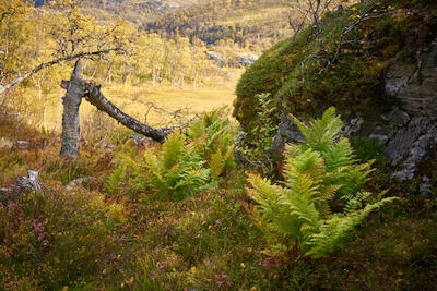 Norwegen 35