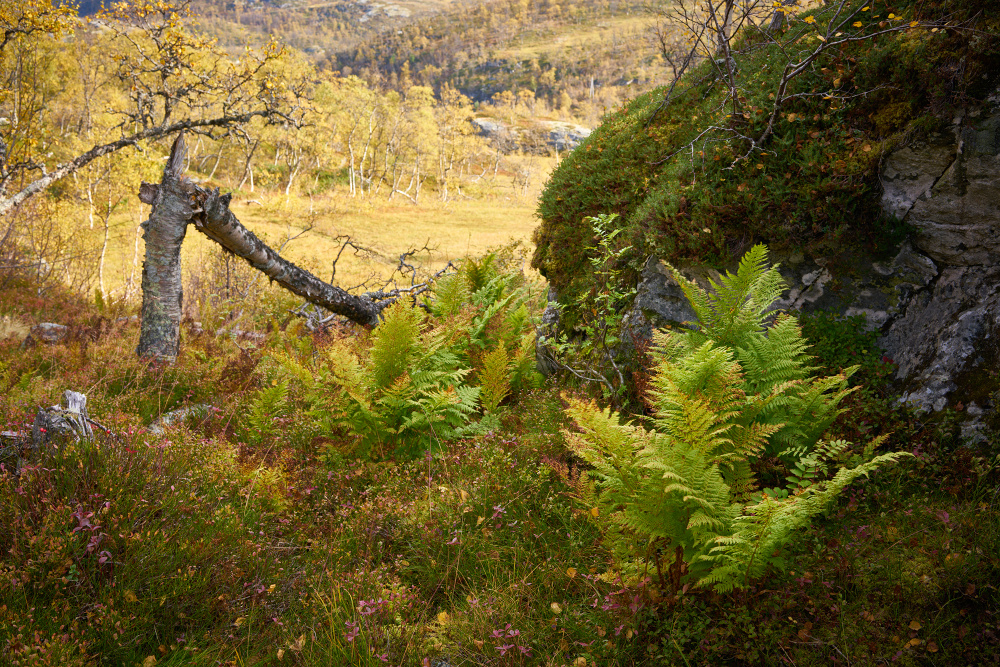 Norwegen 35