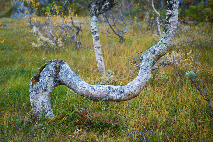Norwegen 39