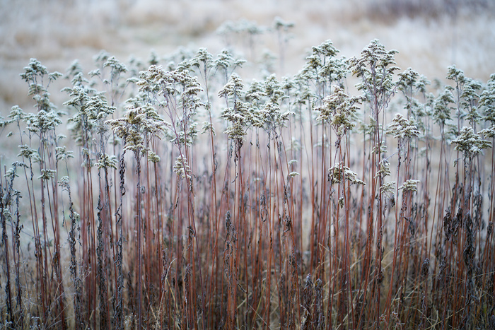 Winterwiese