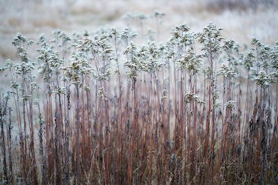 Winterwiese