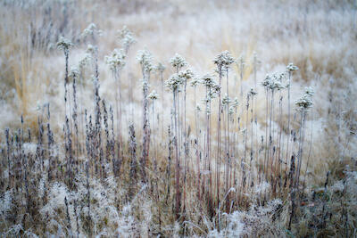 Winterwiese II
