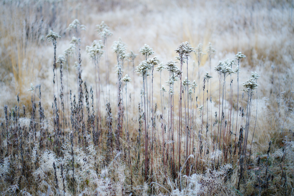 Winterwiese II