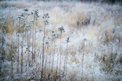 Winterwiese III