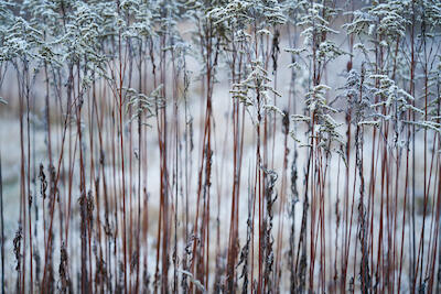 Winterwiese IV