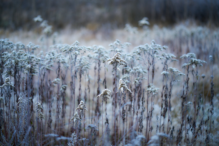 Winterwiese V
