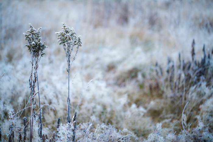 Winterwiese VI