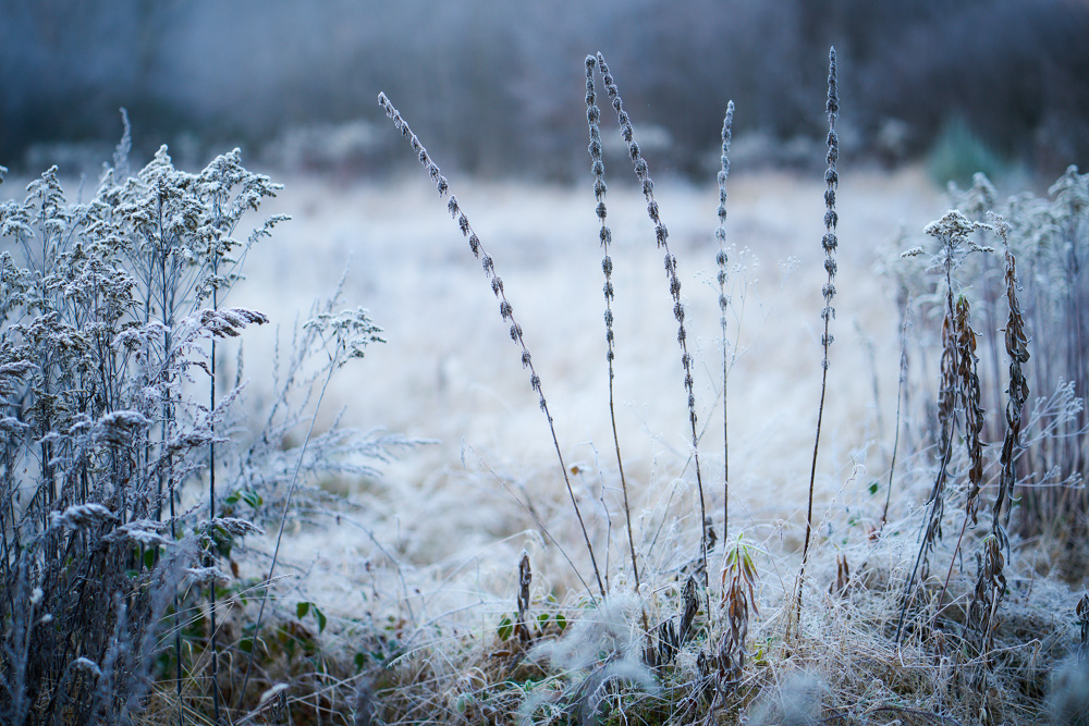 Winterwiese VII