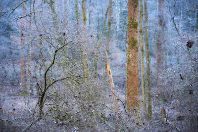 Im Wald