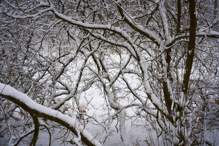 Winterwald III