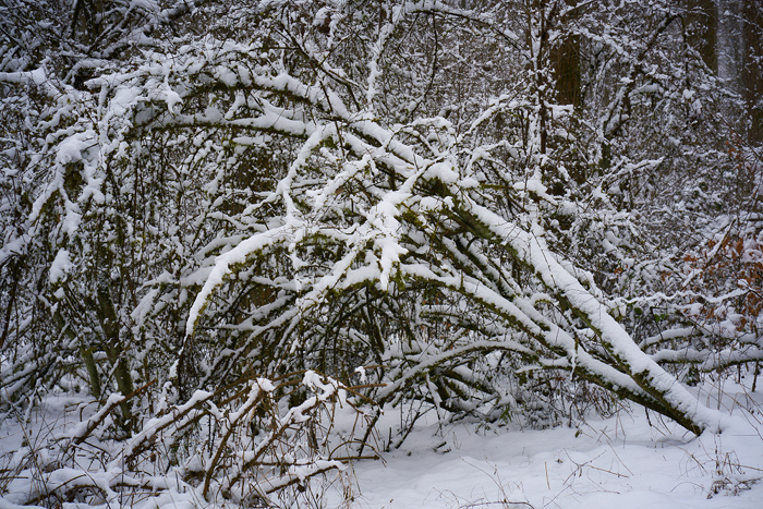 Winterwald VI