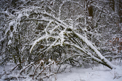 Winterwald VI