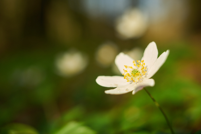 Frühling