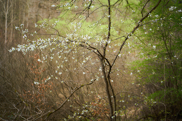 Frühling II
