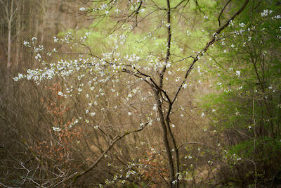 Frühling II