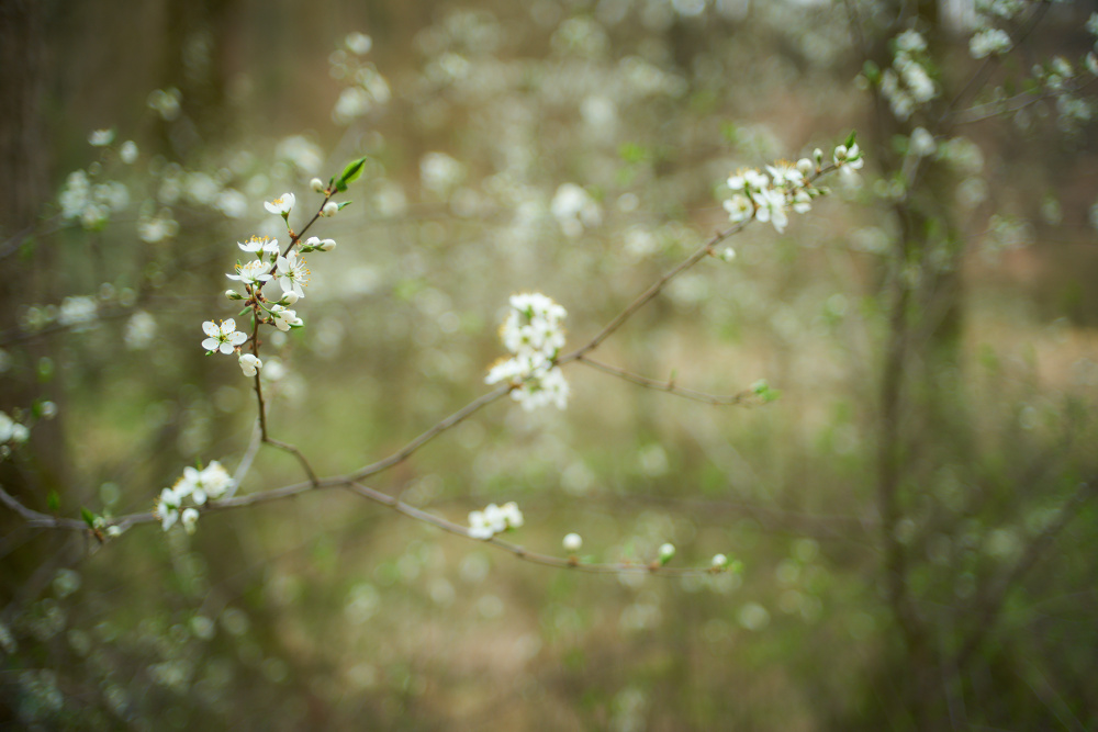 Frühling III