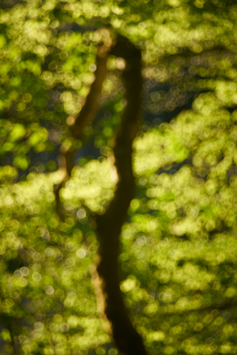 Waldlichter II