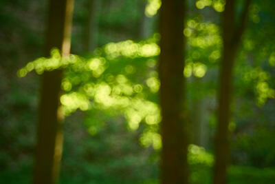 Waldlichter V