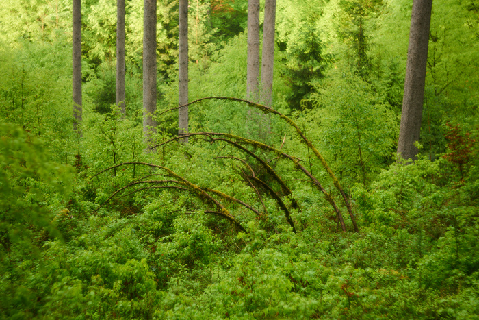 Im Grünen III