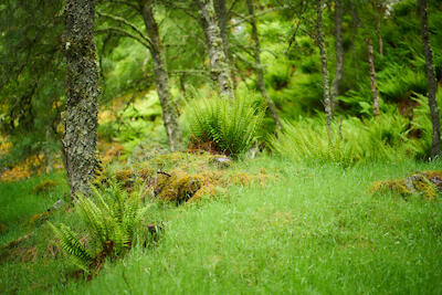 Schottland 59