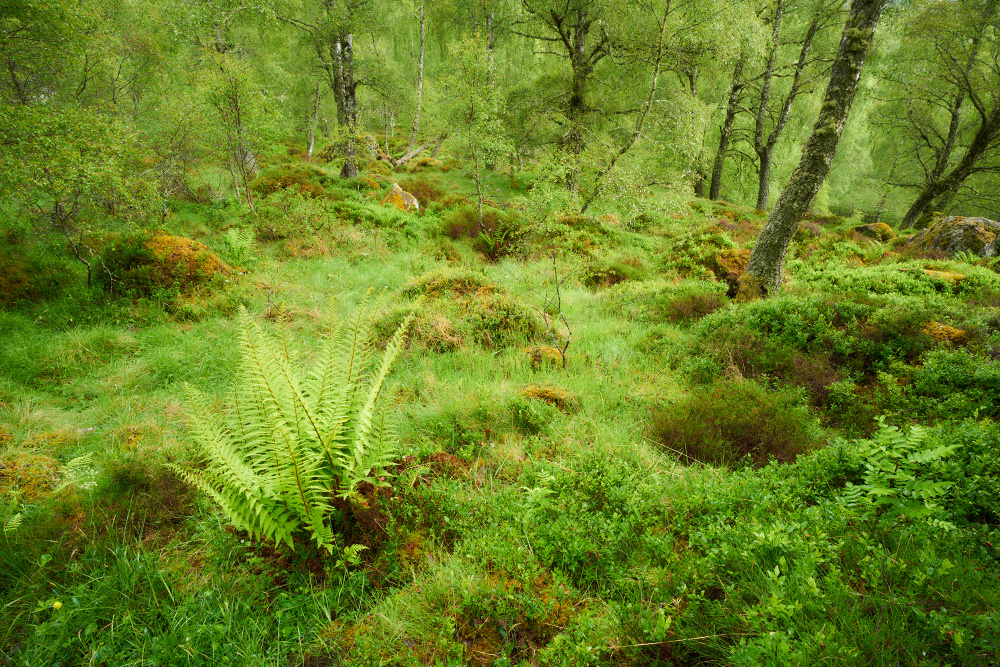 Schottland 60