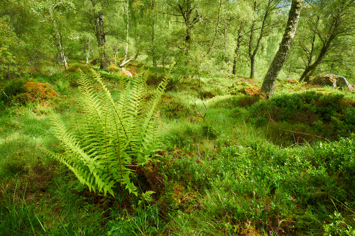 Schottland 61