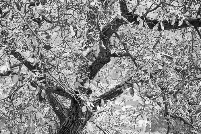 Baum