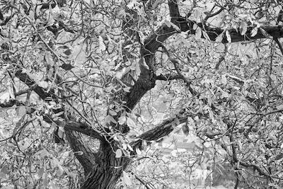 Baum