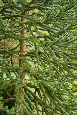 Baum II