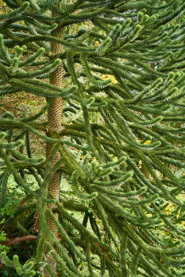Baum II