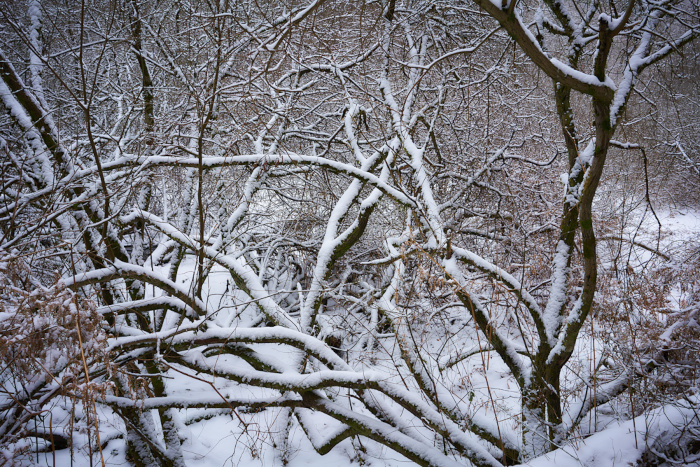 Winterwald II 