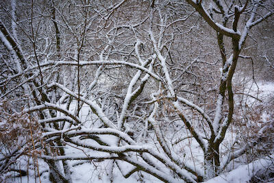 Winterwald II 
