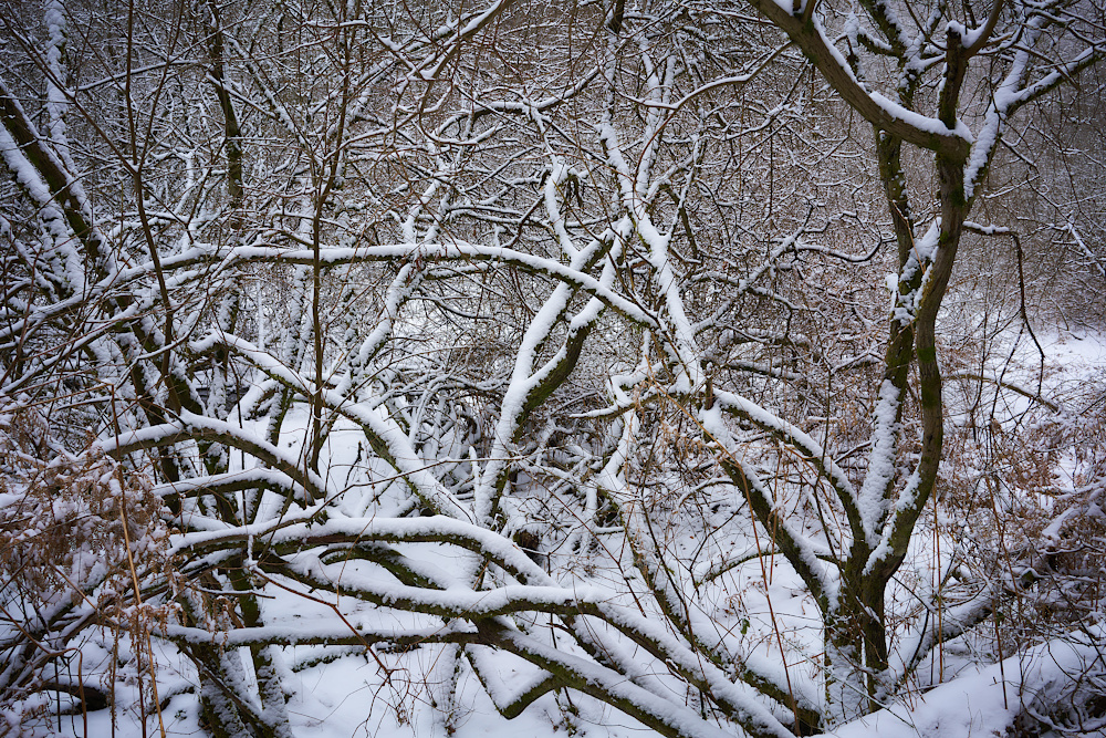 Winterwald II 