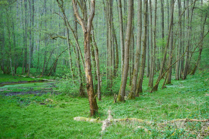 Frühlingswald 